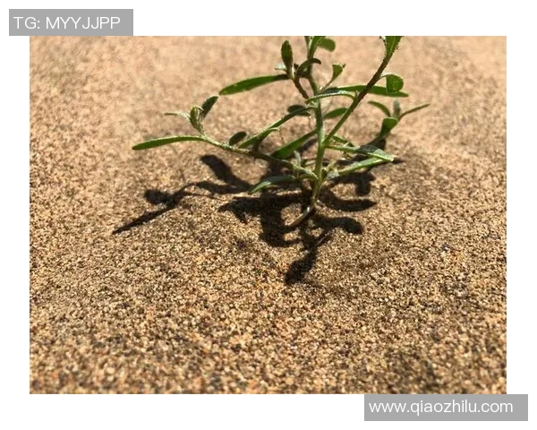 深度探讨王娜在DOTA2世界中的成长与挑战之旅